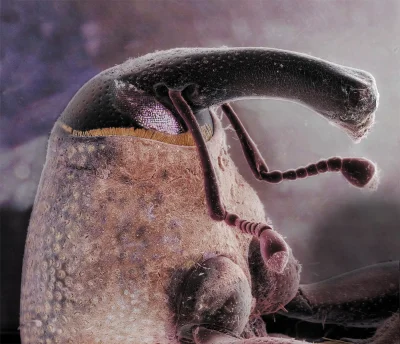 Nedved - Zdjęcie mierzącej 1 mm głowy Kwieciaka bawełnianego (chrząszcza z rodziny ry...
