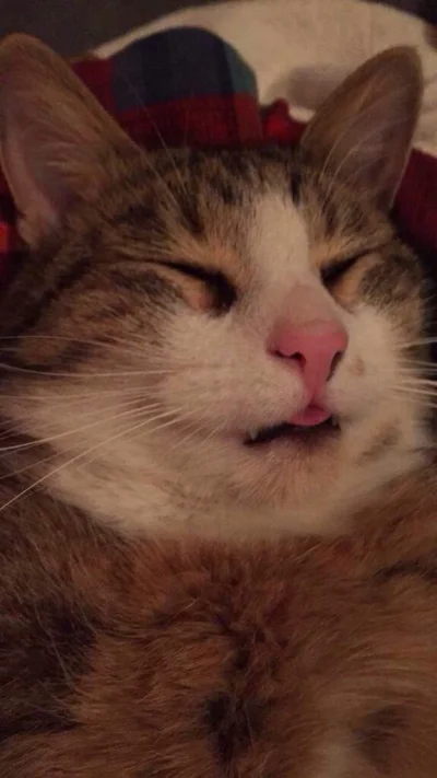 MukaPL - Kittek śpi 
#kittku #smiesznykotek #koty
