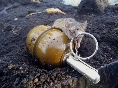 ColdMary6100 - > Z zawieszenia broni w Donbasie nic nie robią sobie rosyjskie myszy, ...
