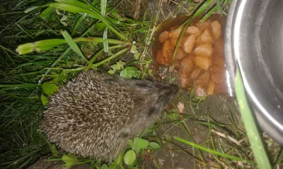 fazjoszi - Już się nauczył, że codziennie o tej porze ma kolacje;) 
Nawzalem go Patis...