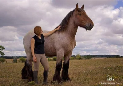 C.....m - @Green81: Wielkonie dalej istnieją, artykuły z Wikipedii mówią, że equus gi...