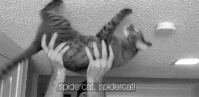 navi8 - spidercat


#simpsons #heheszki #gif