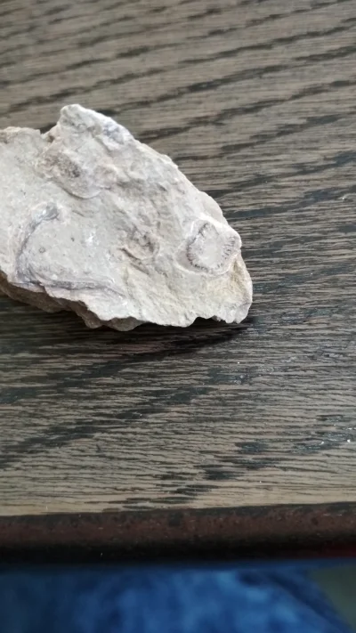 Paputka - #skamieliny #skamienialosc 
Może to być jakieś zwierzątko?