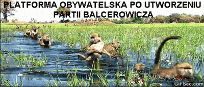 KalesonySokratesa - Już na jesieni.

#wybory #polityka #partiabalcerowicza