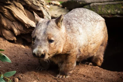 likk - zamiast powitania słów #porannaporcja szerokogłowych wombatów

Wombat szerok...