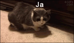 JavaDevMatt - #koty #zus #gif :D #pewniebyloaledobre