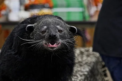 GraveDigger - A binturong orientalny mirki wygląda tak :)
Przewspaniały zwierz :)
#...