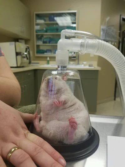 MrNice - Szczurek przed operacją 

#heheszki #smiesznypiesek #zwierzaczki