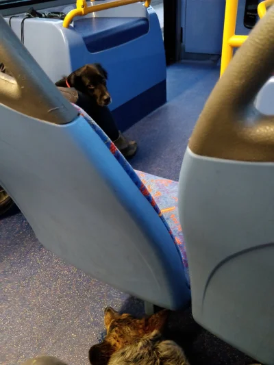 dswistowski - Pies bez kagańca, w autobusie, kto to widział.
