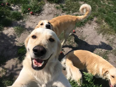 s.....r - Selfie! #goldenretriever #smiesznypiesek #niedziela #sweet #selfie #pokazps...