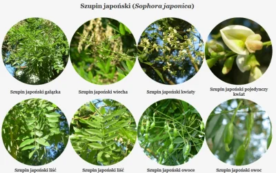 p.....2 - #polskiedrzewa

Szupin japoński(Sophora japonica)

Szupin, perełkowiec,...