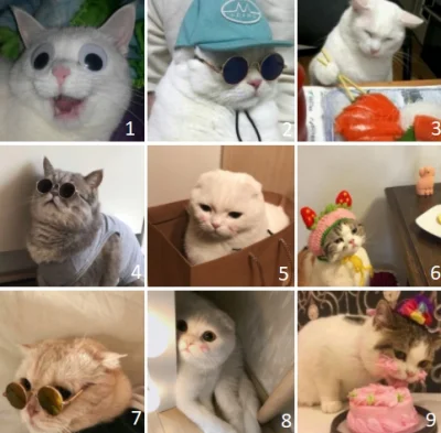 soniathedog - Którym kotem jesteś? 
#gownowpis #koty #codziennekitku