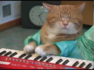 MaNiEk1 - #caturday #keyboardcat #koty #zwierzaczki #muzyka