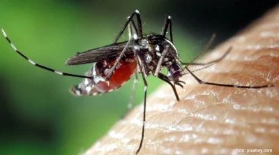 gtredakcja - Kłujący problem. Najwięcej komarów wykluje się na przełomie czerwca i li...