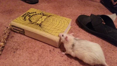 yoreciv - Mój szczur nie lubił, jak się uczyłam podstaw teorii sterowania (・へ・)