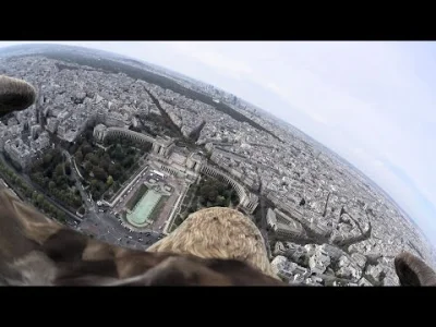 Kolczasta - Paryż z lotu bielika

#paryz #ptaki #bielik #zlotuptaka #sokolnictwo