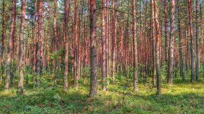 BenzoesanSodu - Uwielbiam lasy (｡◕‿◕｡)

#las #mojezdjecie #earthporn #fotografiamobil...