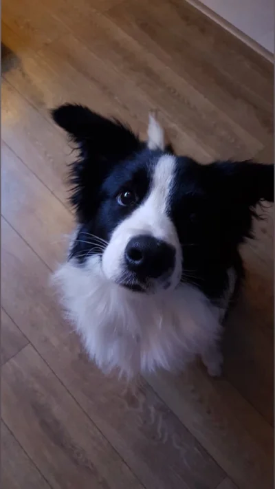 Aggressiv - #border #bordercollie #smiesznypiesek #dziendobry 
Kto idzie z nami na s...