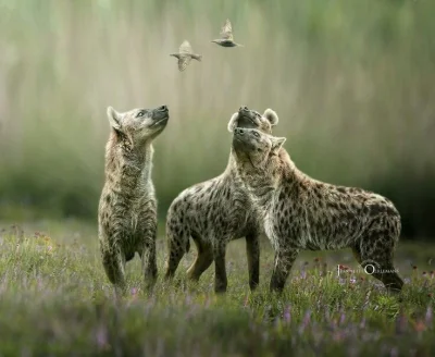 s.....i - Hienki fotomodelki :)
#zwierzaczki #hienka #dziendobry

Miłego dnia Mireczk...