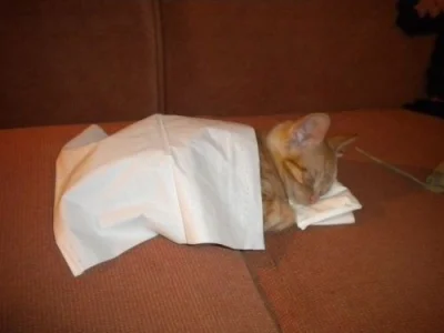 darosoldier - Łóżeczko z chusteczek higienicznych

#koty #zwierzaczki #smiesznypiesek