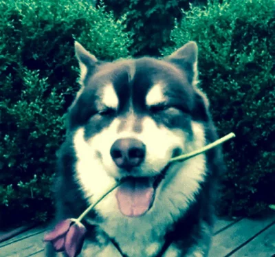 Talvisota - wilk typu husky trzyma czerwony model kwiatu róży