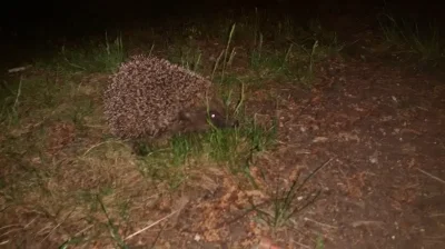 wujeklistonosza - Patrzcie mirasy jakiego zawalistego jegomościa spotkałem przedwczor...