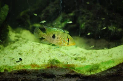 Papja - Samiec 'Geophagus' iporangensis, najprawdopodobniej, z młodymi.

#akwarysty...