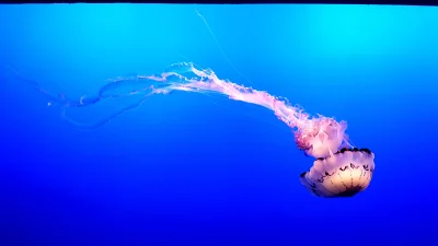 Zdejm_Kapelusz - Taka tam meduza.

#fotografia #earthporn #zwierzaczki #smiesznypie...