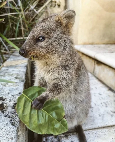 aloszkaniechbedzie - #dziendobry #quokkanadzis #quokka #zwierzaczki