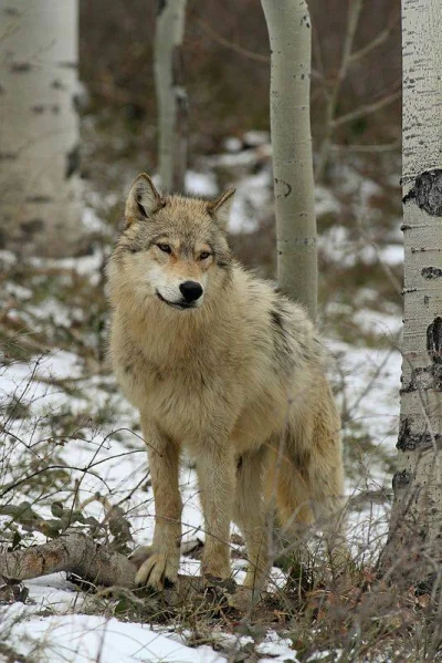 Warwick - O kuhwa, National Geographic! Szybko, jedna noga na konar, pokazać swój ład...