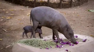 likk - mała babirussa z mamem