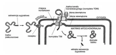 bioslawek - Transformatory energii (mitochondria i chloroplasty) - Translokacja białe...