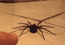 Ziombello - Wystraszony pająk, ucieka jak obłąkany. 

#pajaki #arahnofobia #czlowie...