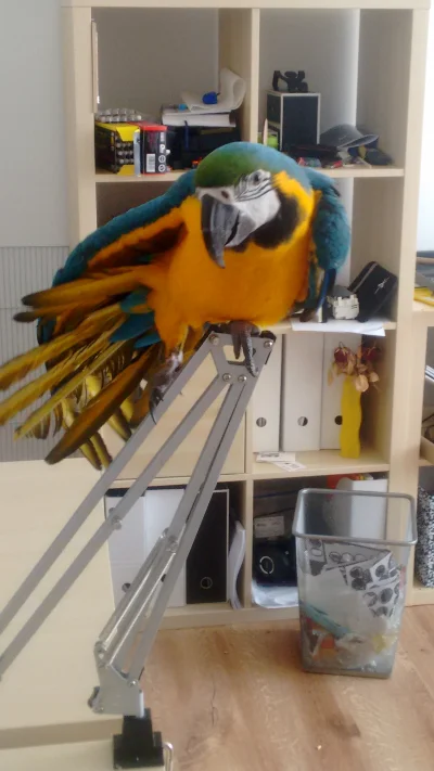 szymoker - @HornisseBRD: Papugol pozdrawia papugola.