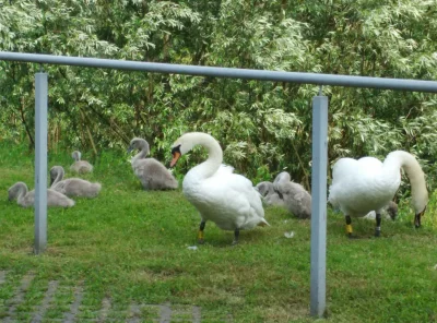 Catttana - Takie cudeńka dzisiaj spotkałam obok Plazy - małych było aż 9 :-)

#krak...