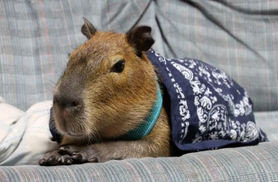 leworwel - #zwierzaczki #smiesznypiesek #kapibara #kapibaranadzis #kapibara