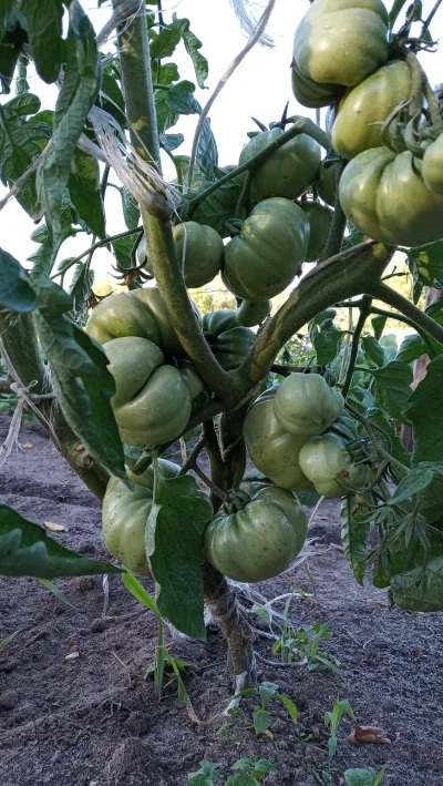 rok_weiler - @fanti No tak, foto mi się nie zuploadowalo.