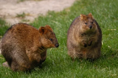 robincaraway - #quokkanadzis

wołam do kuoki @GraveDigger: @DannyMurillo: @encorele...