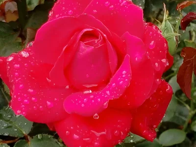 laaalaaa - Róża 42/100 z mojego ogrodu ( ͡° ͜ʖ ͡°)
#mojeroze #chwalesie #ogrodnictwo...