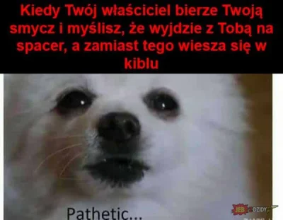 NiebieskiGroszek - #smiesznypiesek #smiesznepieski #czarnyhumor #heheszki #memy