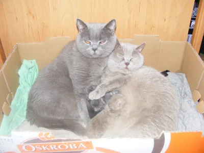 gleorn - Dwie kotki na jednym zdjęciu. Niebieskiej włącza się instynkt macierzyński, ...