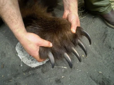 GraveDigger - Pazury niedźwiedzia brunatnego grizli. 
#zwierzaczki #ciekawostki