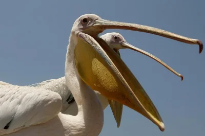 zino - kto to łyka dosłownie to jest mega pelikan, nie twierdzę, że to całkowita niep...