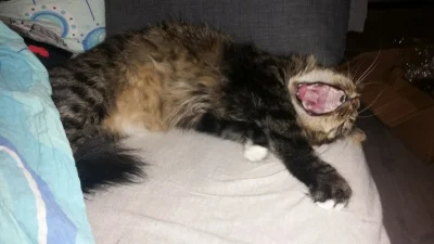 catch - @farmaceut: Kocia, prawdziwa i w ogóle :D Bonusł zdjęcie ziewającej Loli (｡◕‿...