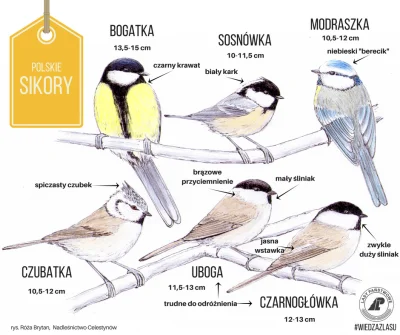 Lifelike - #nauka #biologia #ornitologia #ptaki #przyroda #ciekawostki #graphsandmaps