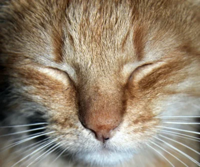 hellyea - #misio #koty #pokazkota



Misio z bliska :D