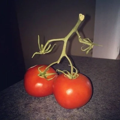 darosoldier - Pan gałązka nie zdaje sobie sprawy, że pomidorowe buty go spowalniają.....