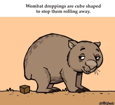 acidola - A wiedzieliście, że odchody wombatów są kwadratowe?