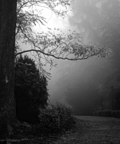 JayDii - Mgła w Ojcowskim Parku Narodowym:)

#mojezdjecie
#fotografia