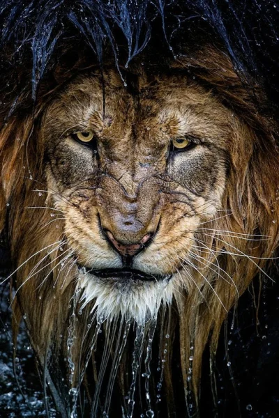 B.....n - Twarz prawdziwego króla dżungli ᕙ(⇀‸↼‶)ᕗ
#zwierzaczki #zwierzeta #lew #kro...
